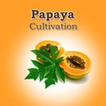 Papaya Cultivation IIHR