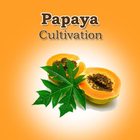 Papaya Cultivation أيقونة