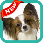 Papillon Dog Wallpaper أيقونة