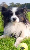 Papillon Dog Wallpaper ảnh chụp màn hình 3