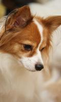 Papillon Dog Wallpaper الملصق