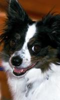 Papillon Dog Wallpaper ảnh chụp màn hình 1