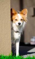 Papillon Dog Wallpaper اسکرین شاٹ 2