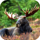 Moose Sounds APK
