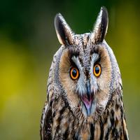 Owl Sounds Affiche