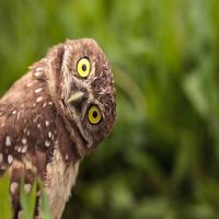 Owl Sounds capture d'écran 1