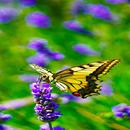 Butterfly Wallpapers APK