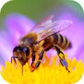 Bee Sounds