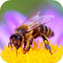 Bee Sounds APK