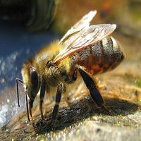 Bee Sounds bài đăng