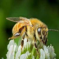 Bee Sounds ảnh chụp màn hình 1