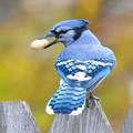 Blue Jay Sounds