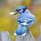 Blue Jay Sounds 아이콘