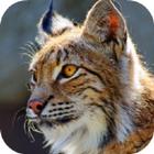 آیکون‌ Bobcat Sounds