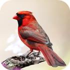 Cardinal Bird Sounds アイコン