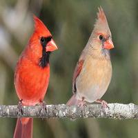 Cardinal Bird Sounds Affiche