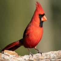 Cardinal Bird Sounds capture d'écran 1