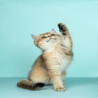 Cat Wallpapers 포스터