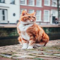 Cat Wallpapers 스크린샷 1