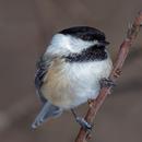 Chickadee Sounds APK