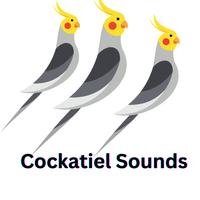 Cockatiel Sounds Plakat