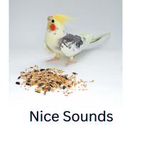 Cockatiel Sounds Screenshot 2