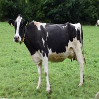Cow Sounds Ekran Görüntüsü 3