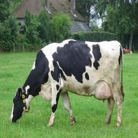 Cow Sounds gönderen