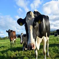 Cow Sounds Ekran Görüntüsü 2