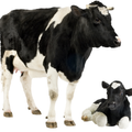 Cow Wallpapers