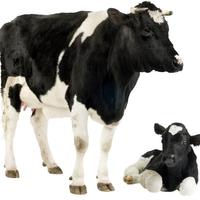 Cow Wallpapers screenshot 1