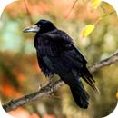 Crow Sounds APK