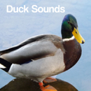 Duck Sounds APK