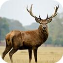 Deer Sounds APK