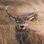 Elk Sounds ikona