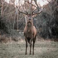 Elk Sounds plakat