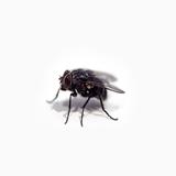 Fly Sounds Prank simgesi