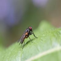 Fly Sounds Prank 截图 1