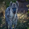 Hyena Sounds
