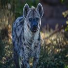 Hyena Sounds icon