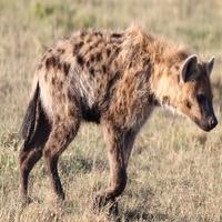 Hyena Sounds poster
