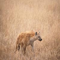 Hyena Sounds screenshot 1