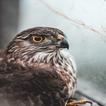Hawk Sounds