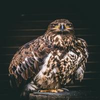 Hawk Sounds screenshot 1