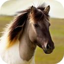 Horse Sounds APK
