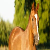Horse Sounds پوسٹر