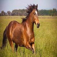 Horse Sounds اسکرین شاٹ 1