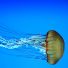 Jellyfish Wallpapers ไอคอน