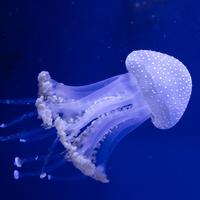 Jellyfish Wallpapers โปสเตอร์