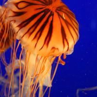 Jellyfish Wallpapers ภาพหน้าจอ 1